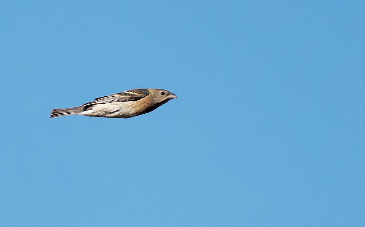 Lazuli Bunting - ML620049304