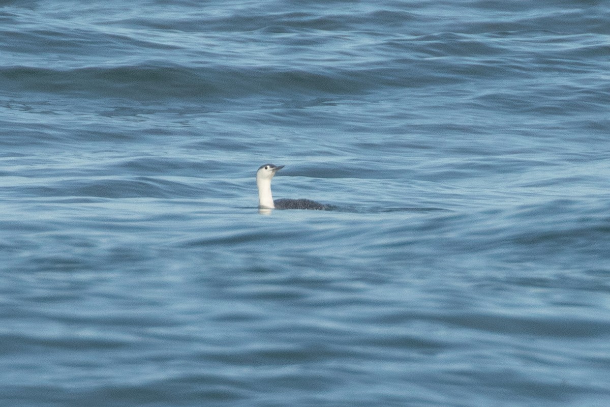 Red-throated Loon - ML620049332