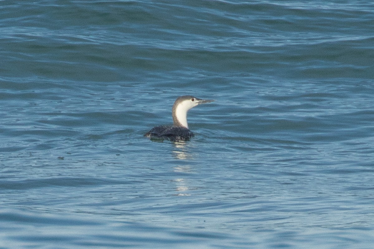 Red-throated Loon - ML620049333