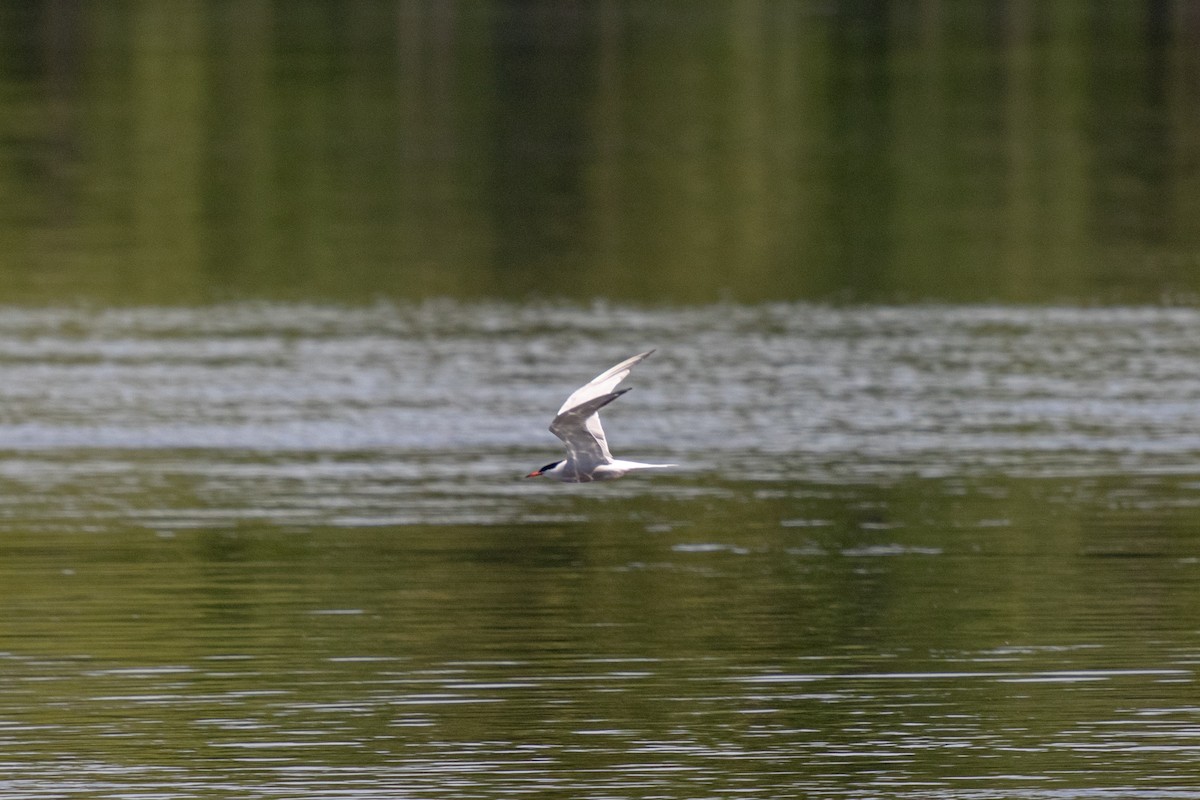 Common Tern - ML620049345