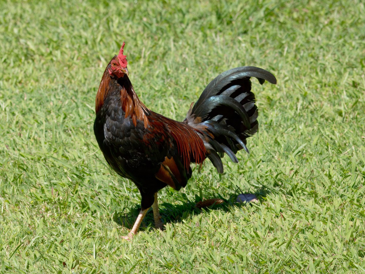 תרנגול בר (מבוית) - ML620049363