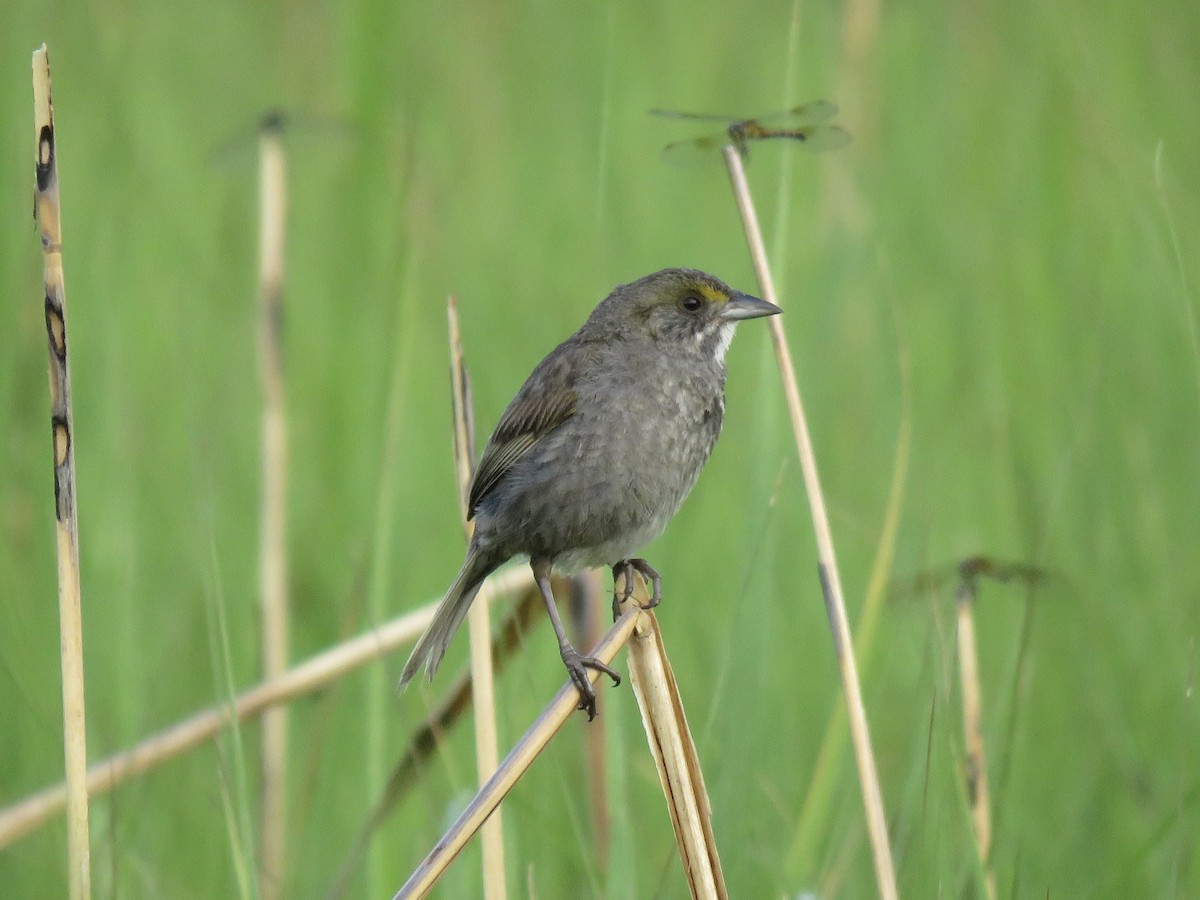 Seaside Sparrow (Atlantic) - ML620049376