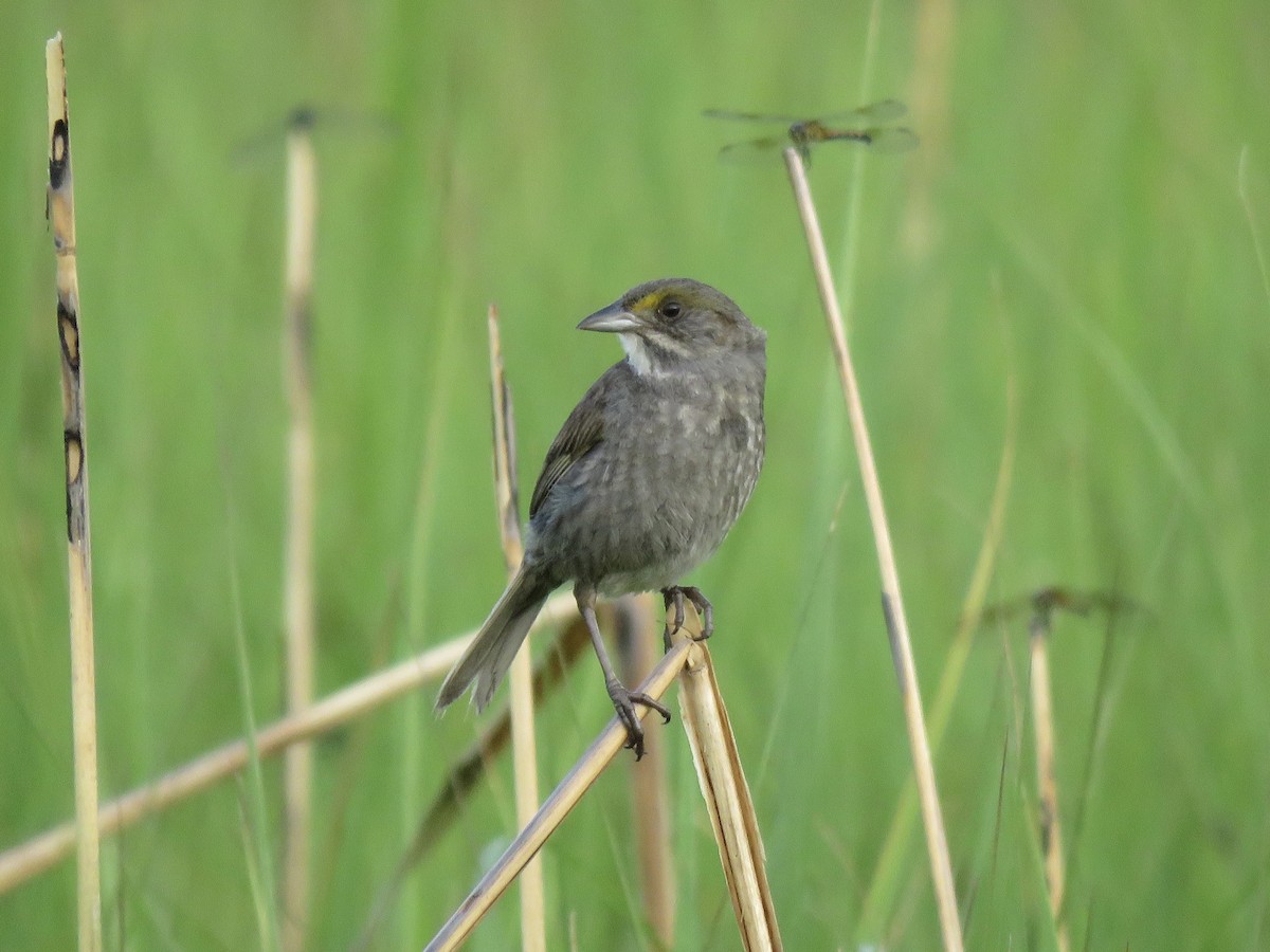 Seaside Sparrow (Atlantic) - ML620049377