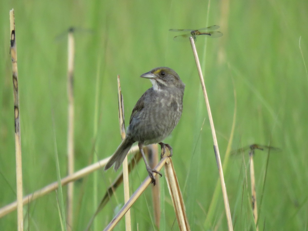 Seaside Sparrow (Atlantic) - ML620049378