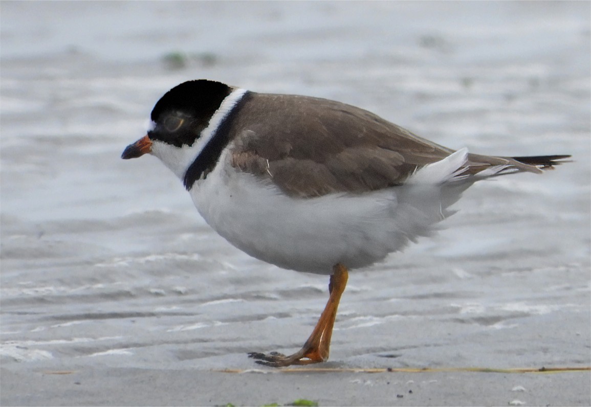 Semipalmated Plover - ML620049381