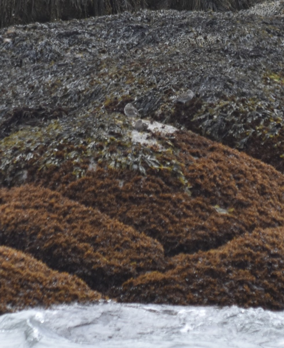 Purple Sandpiper - ML620049383