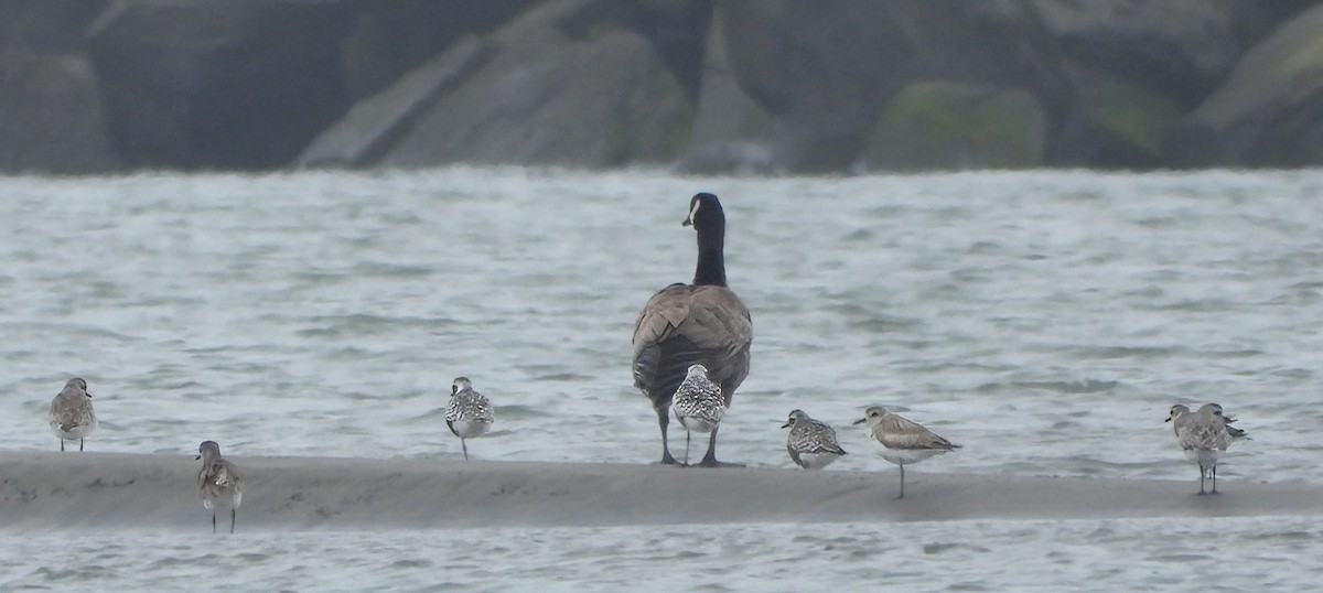 Black-bellied Plover - ML620049393