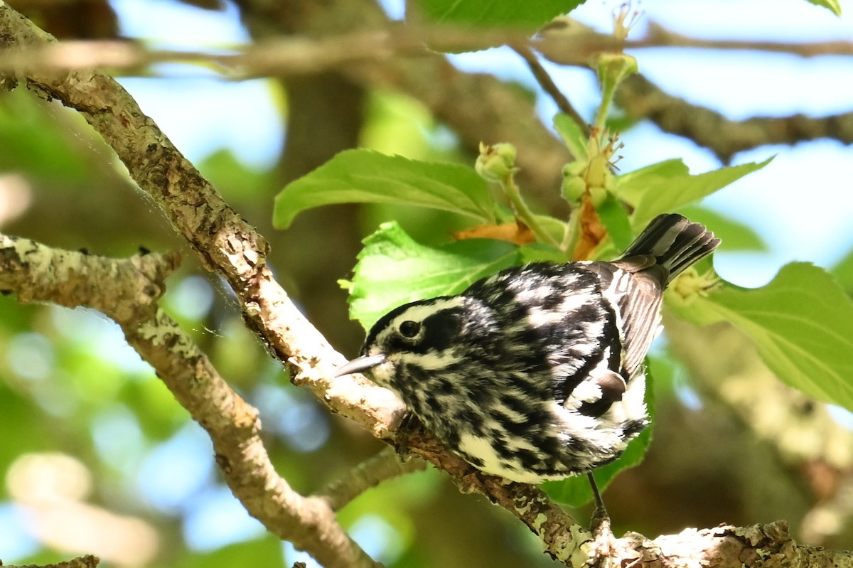 Black-and-white Warbler - ML620049403