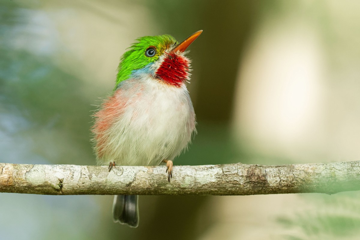 Cuban Tody - ML620049419