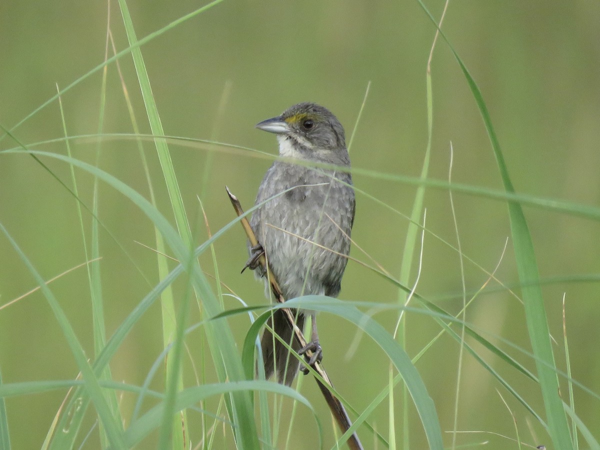 Seaside Sparrow (Atlantic) - ML620049423