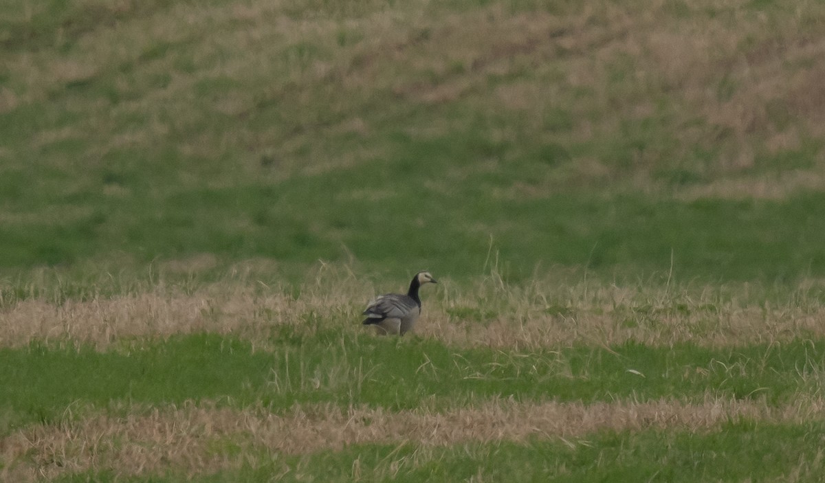 Barnacle Goose - ML620049429