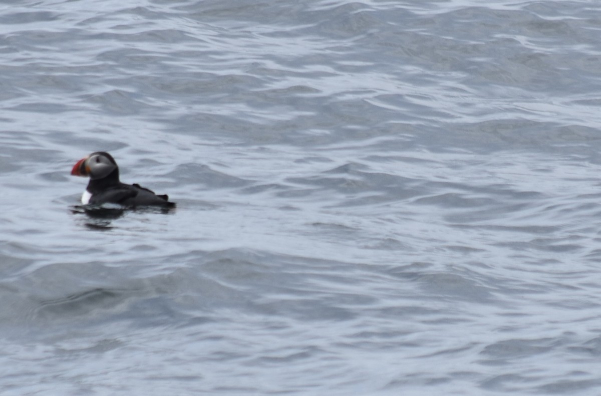 Atlantic Puffin - ML620049443