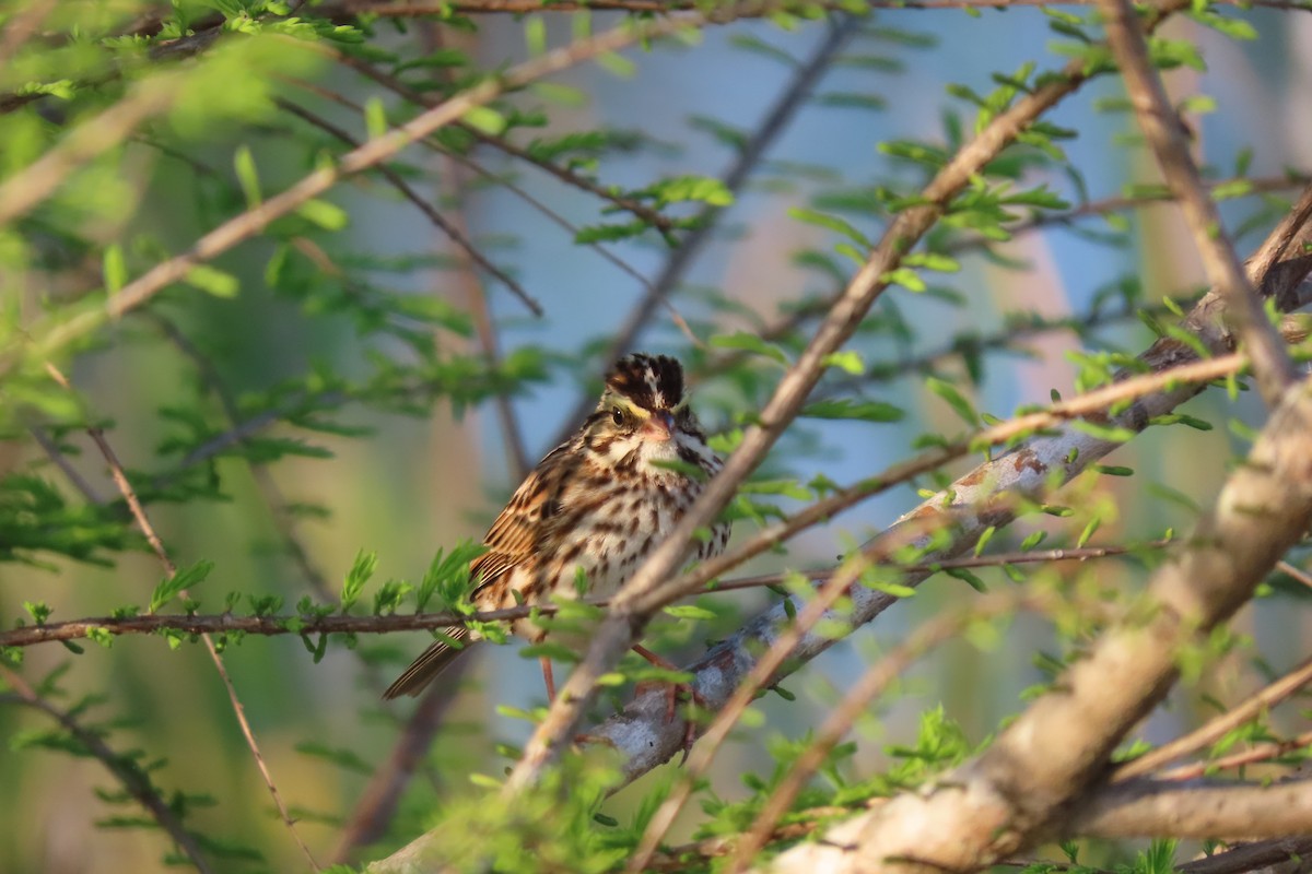 Savannah Sparrow - ML620049458