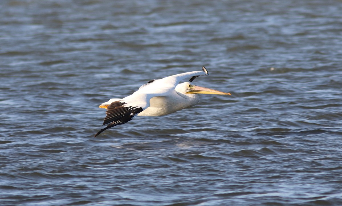 pelikán severoamerický - ML620049469