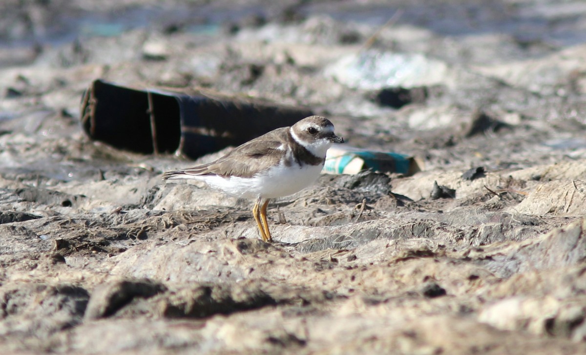 Semipalmated Plover - ML620049474