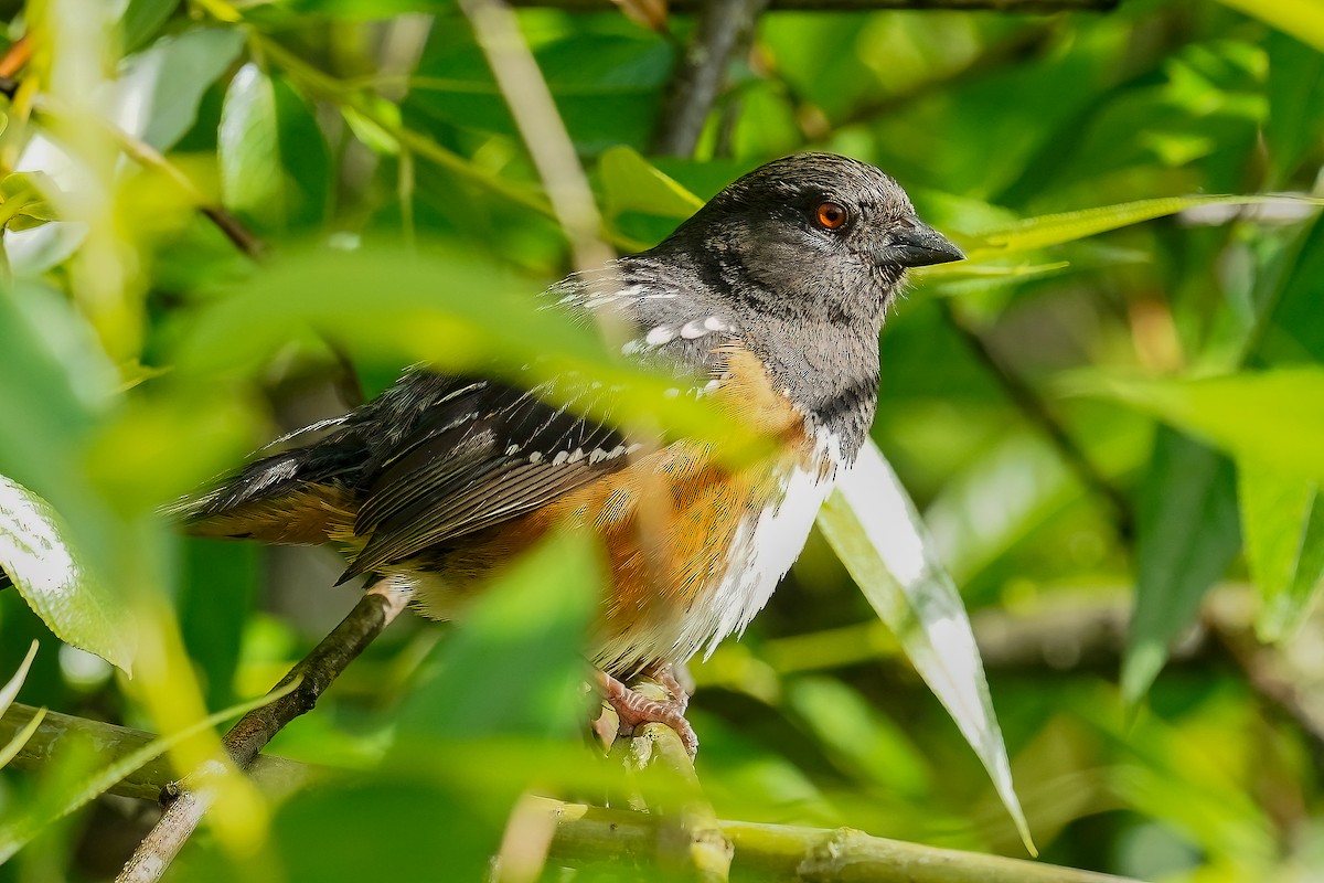 Spotted Towhee - ML620049475