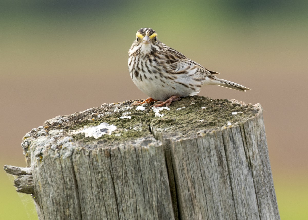 Savannah Sparrow - ML620049514