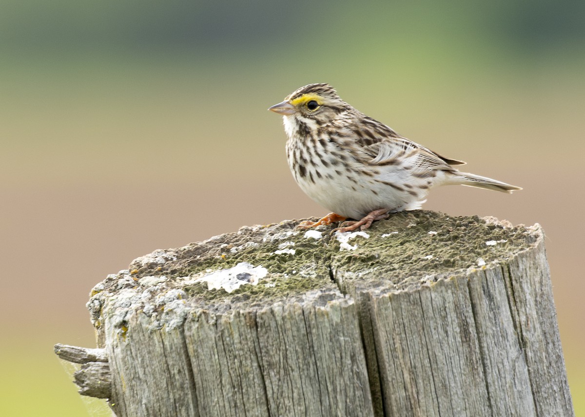 Savannah Sparrow - ML620049515