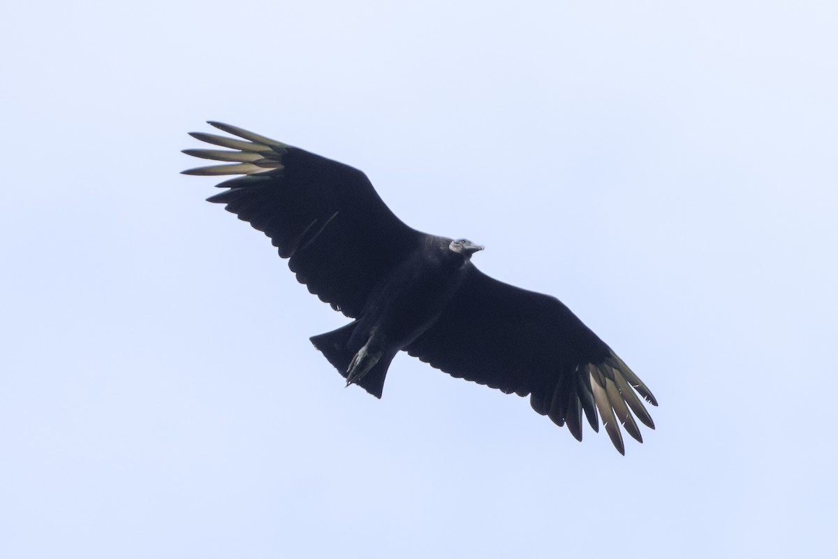 Black Vulture - ML620049517