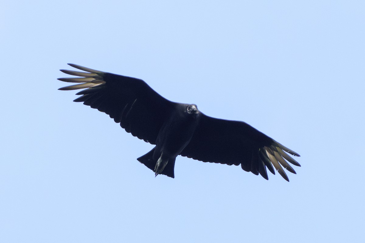 Black Vulture - ML620049518