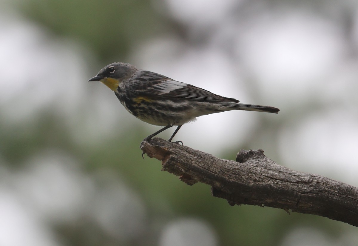 Yellow-rumped Warbler (Audubon's) - ML620049523
