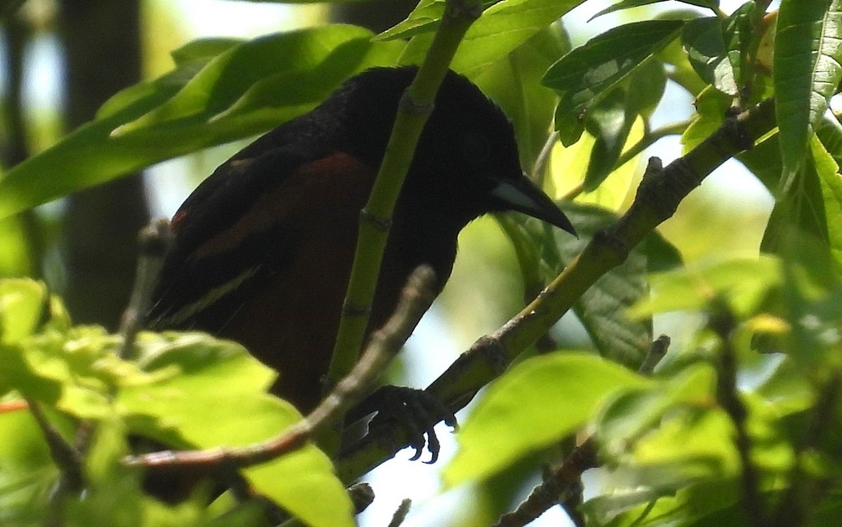 Orchard Oriole - ML620049538