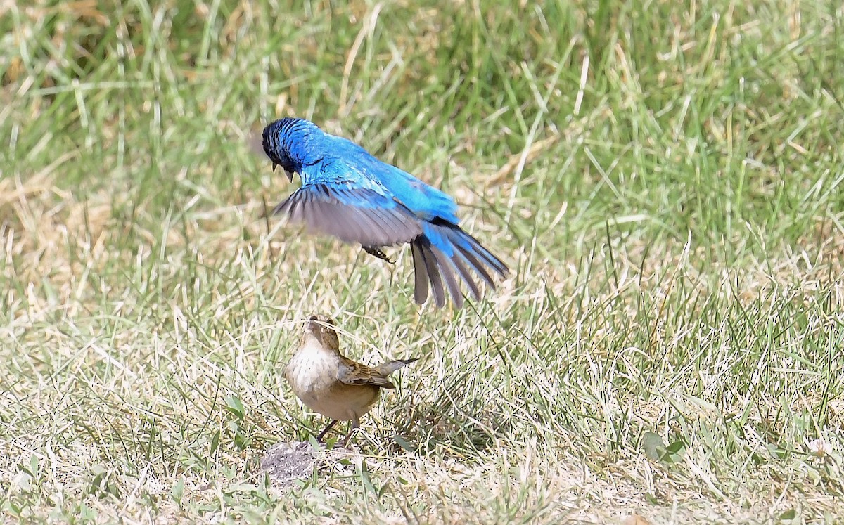 Indigo Bunting - ML620049552