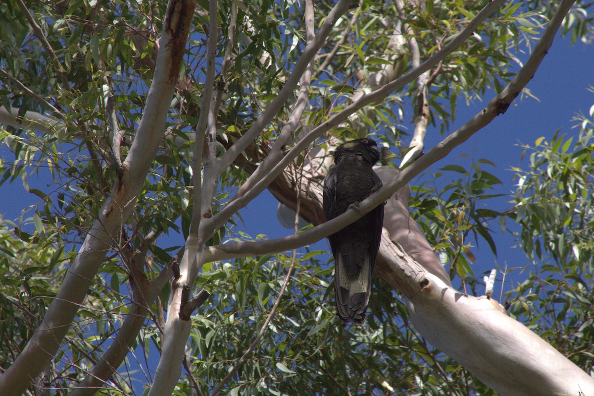 Yellow-tailed Black-Cockatoo - ML620049556