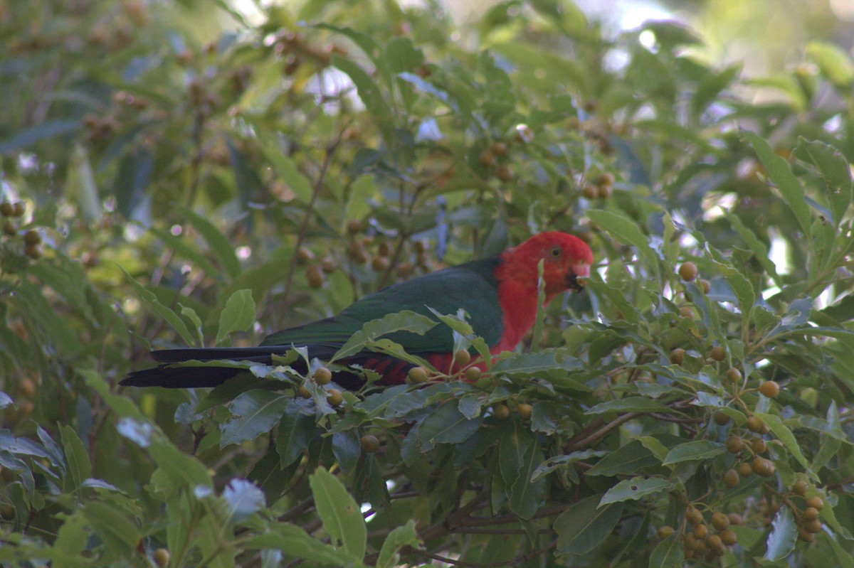 Australian King-Parrot - ML620049572
