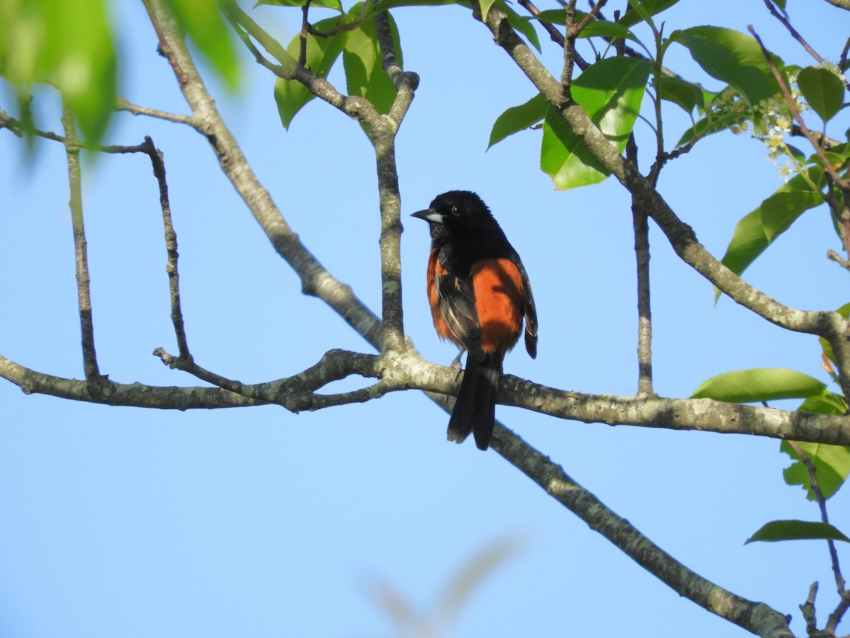 Orchard Oriole - ML620049583
