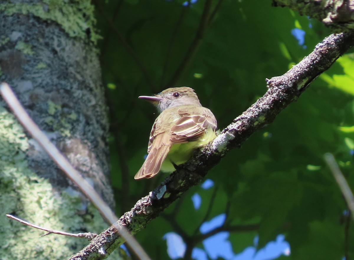 Great Crested Flycatcher - ML620049605
