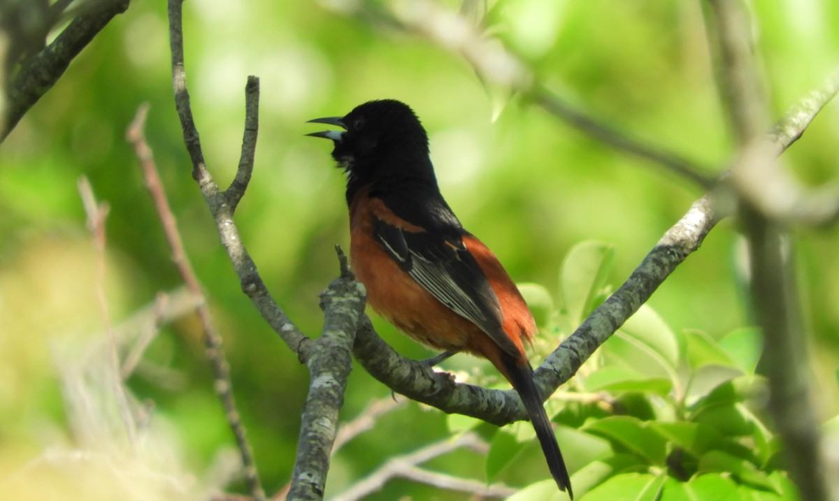 Orchard Oriole - ML620049609