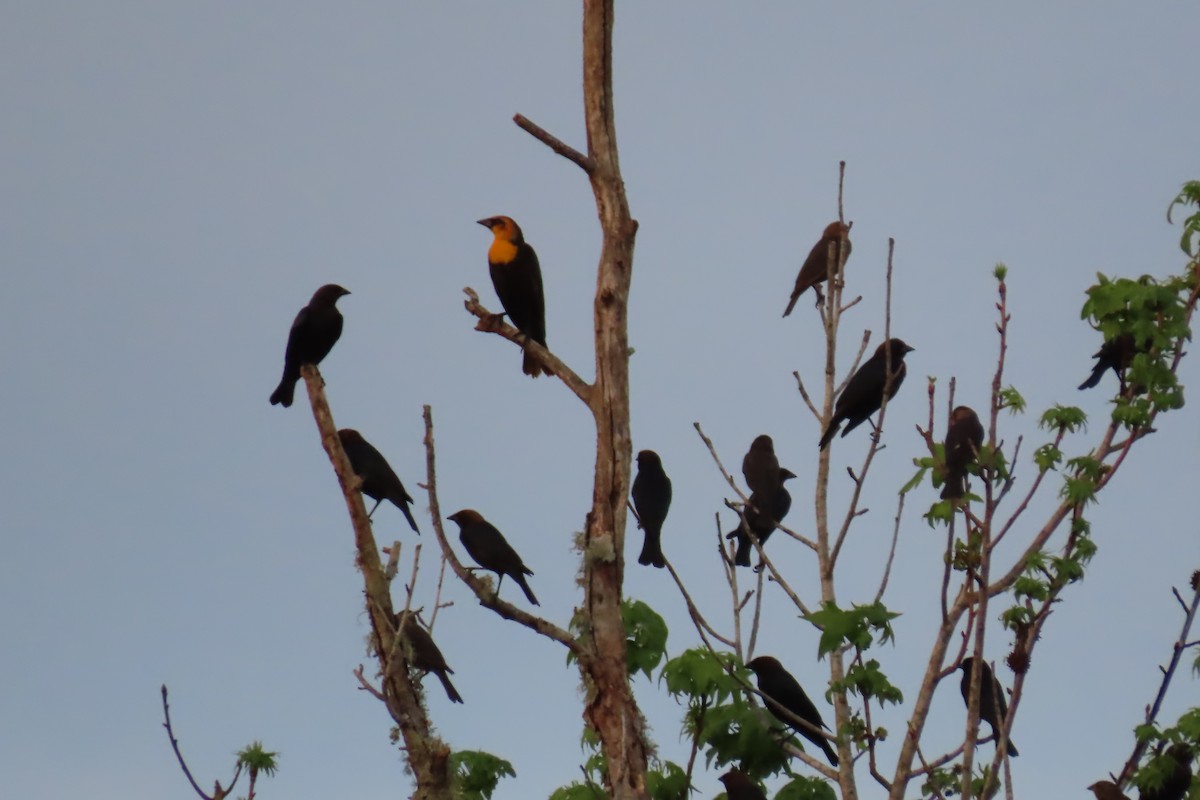 Yellow-headed Blackbird - ML620049632