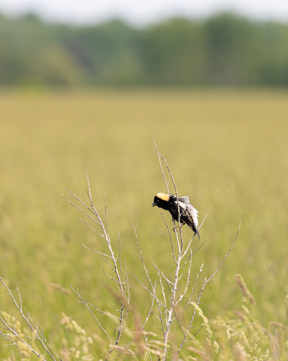 Bobolink - Samuel Allen