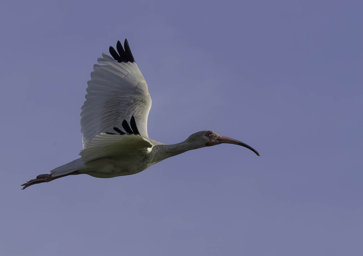 ibis bílý - ML620049639