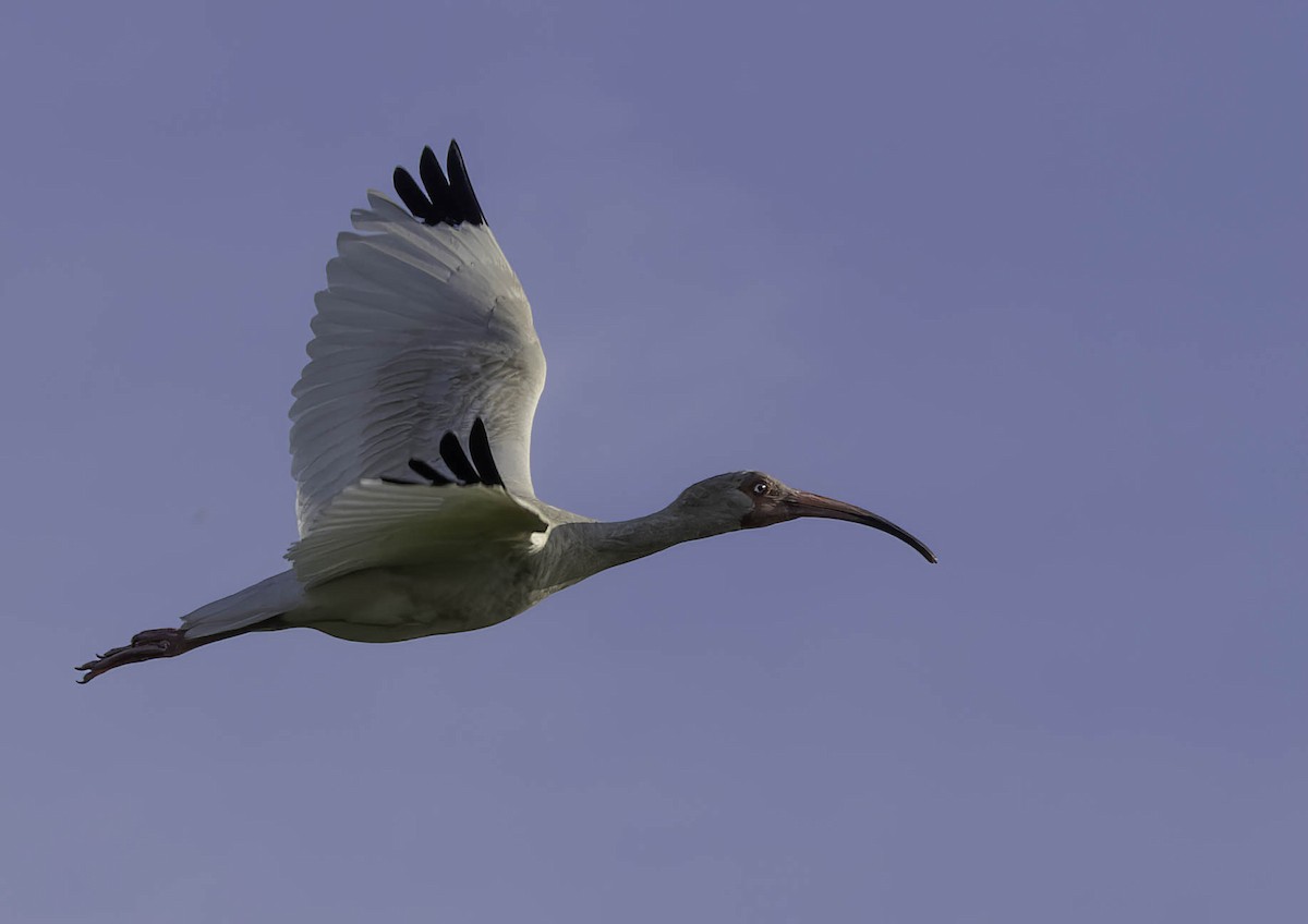 White Ibis - ML620049639