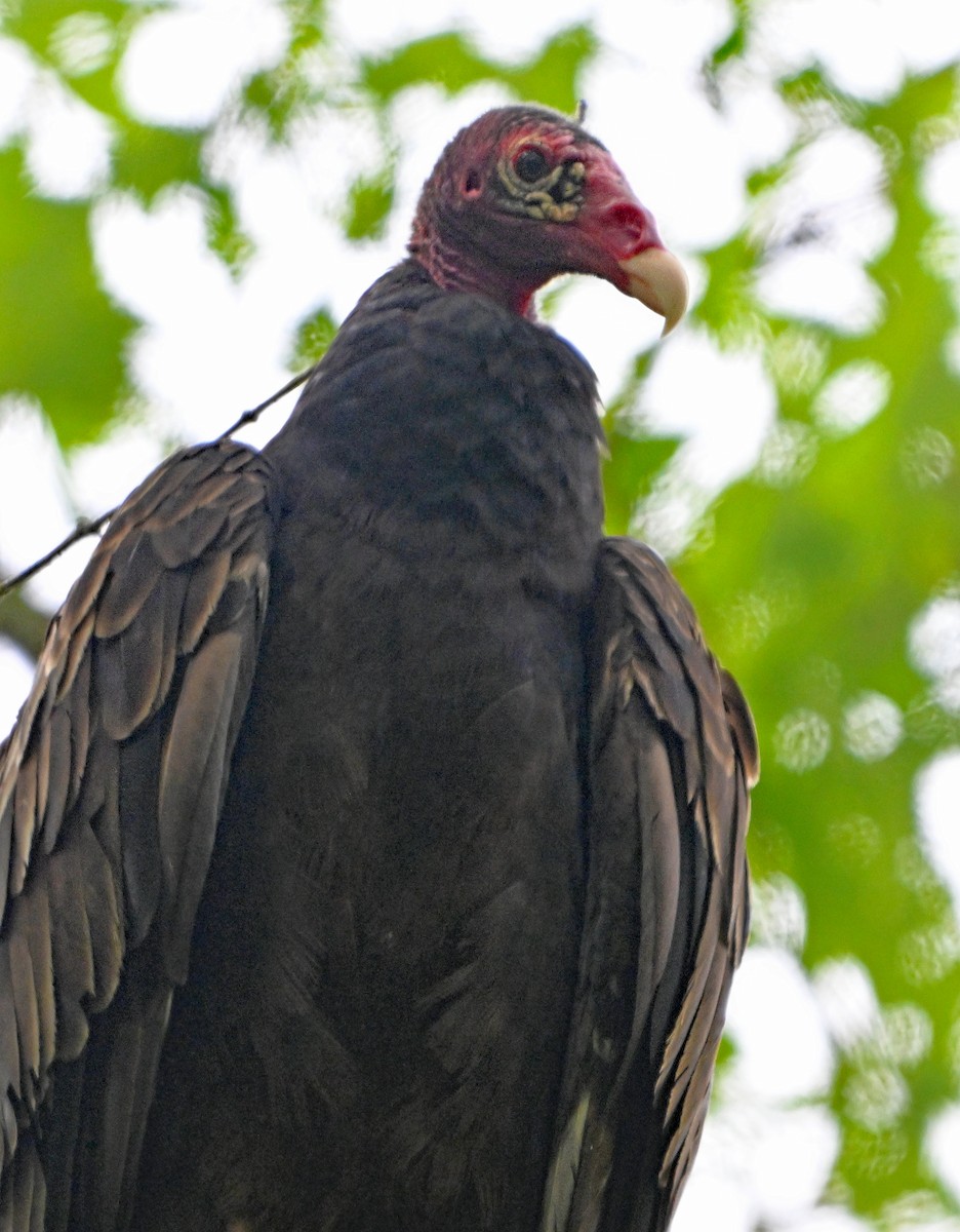 Turkey Vulture - ML620049648