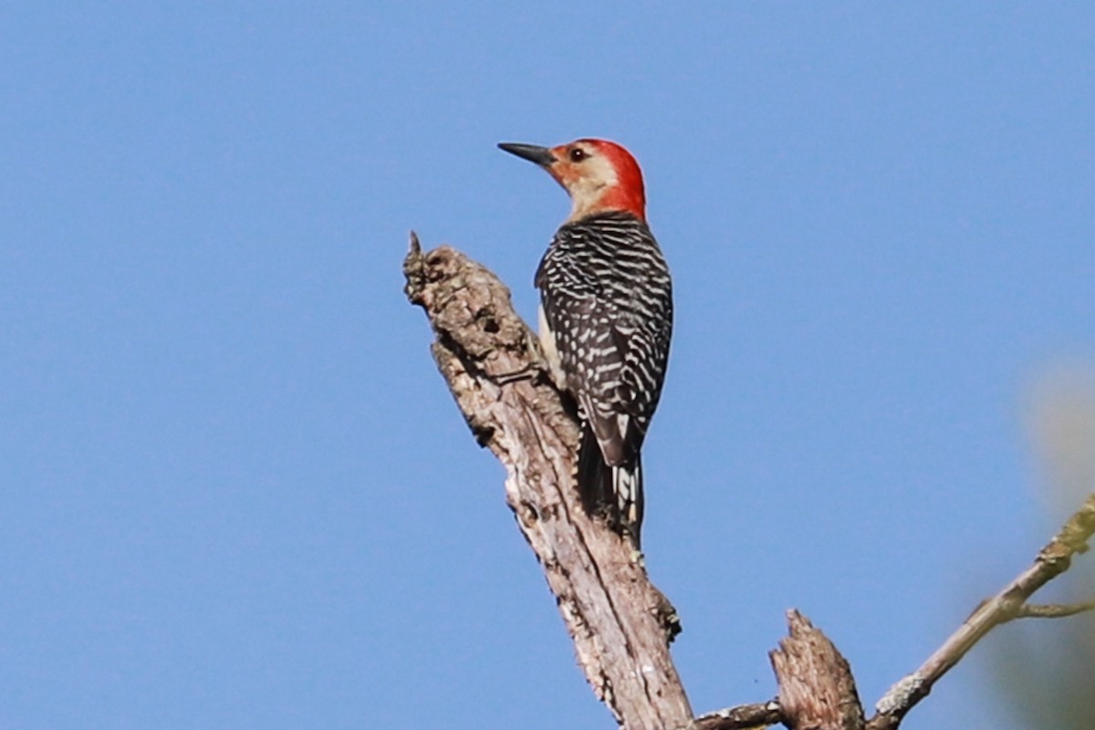 Red-bellied Woodpecker - ML620049669