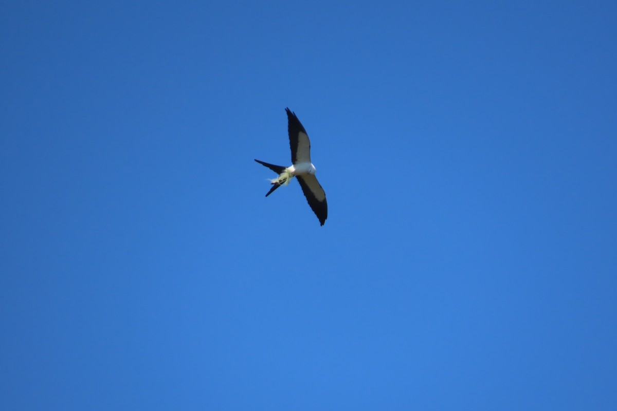 Swallow-tailed Kite - ML620049681