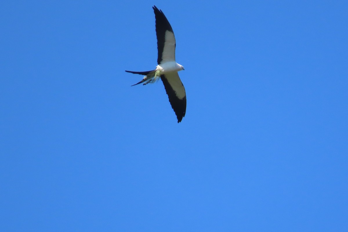 Swallow-tailed Kite - ML620049683
