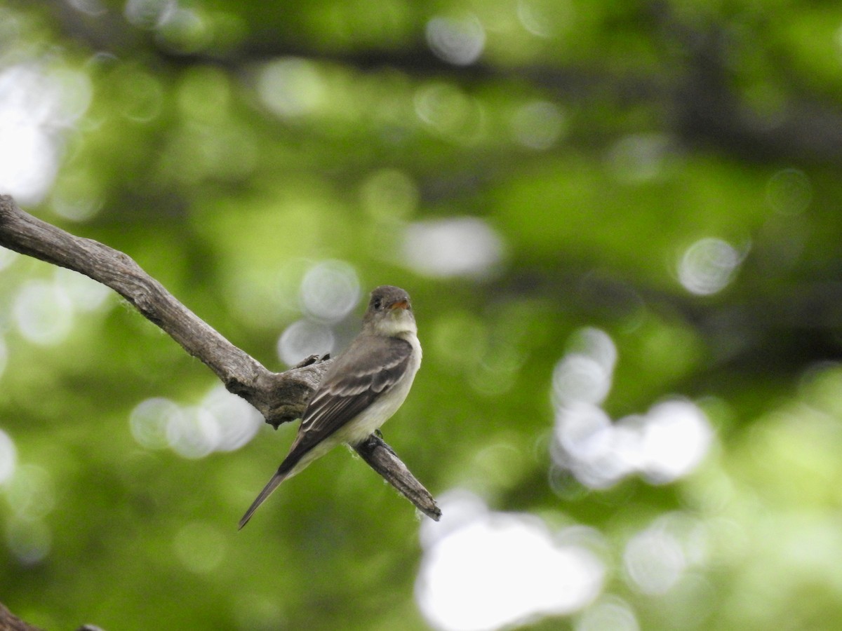 Eastern Wood-Pewee - ML620049684