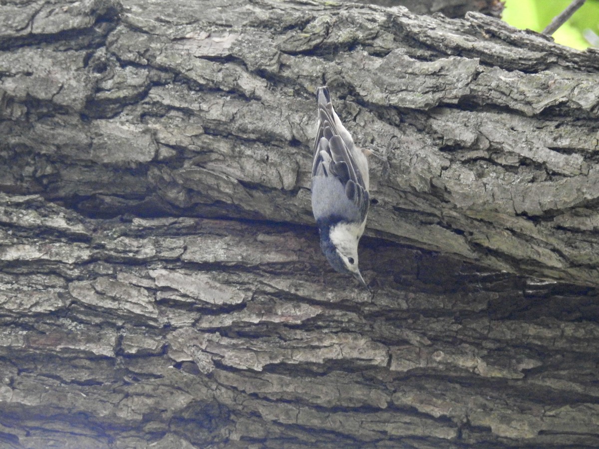 White-breasted Nuthatch - ML620049688