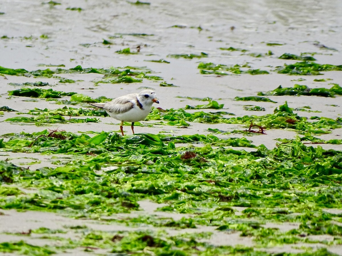 Piping Plover - ML620049694