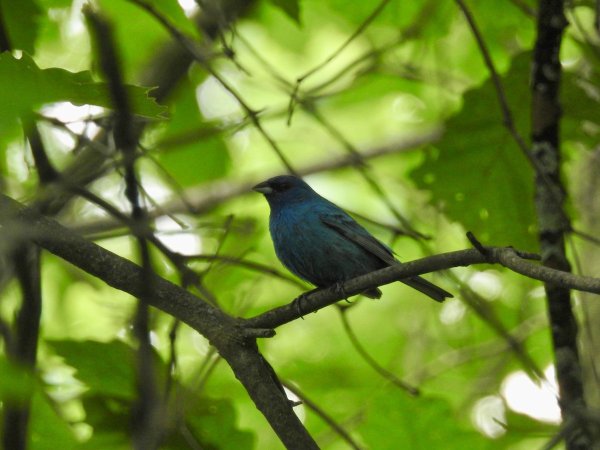 Indigo Bunting - ML620049698