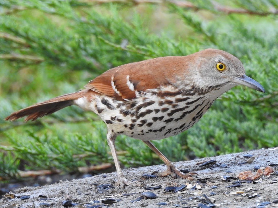 Brown Thrasher - ML620049717