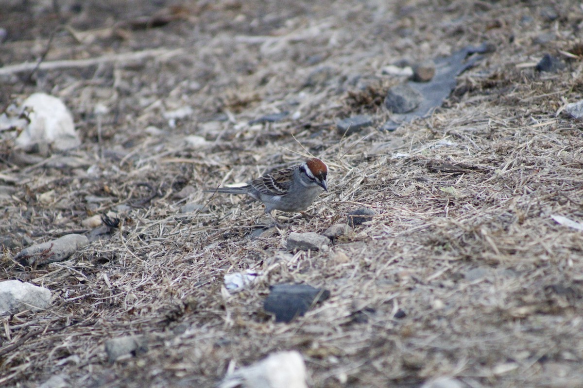 Chipping Sparrow - ML620049733