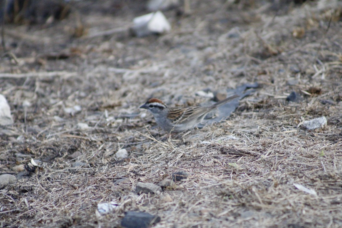 Chipping Sparrow - ML620049734