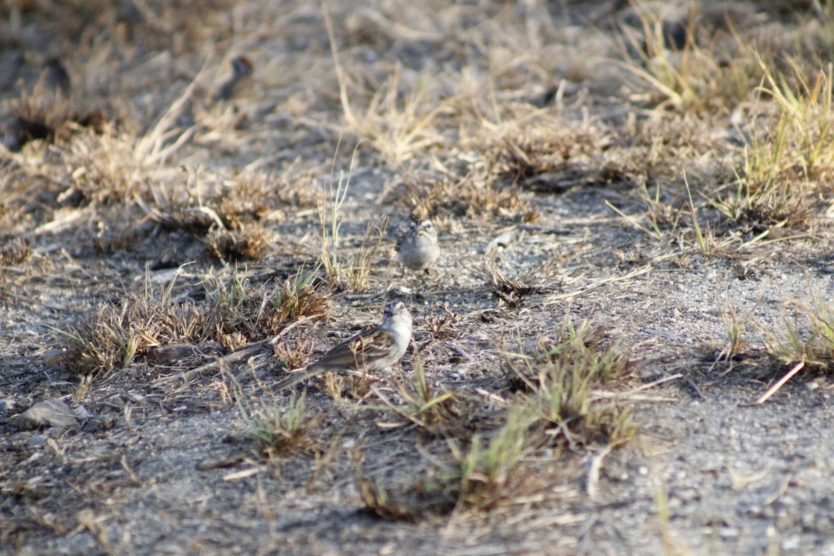 Chipping Sparrow - ML620049739