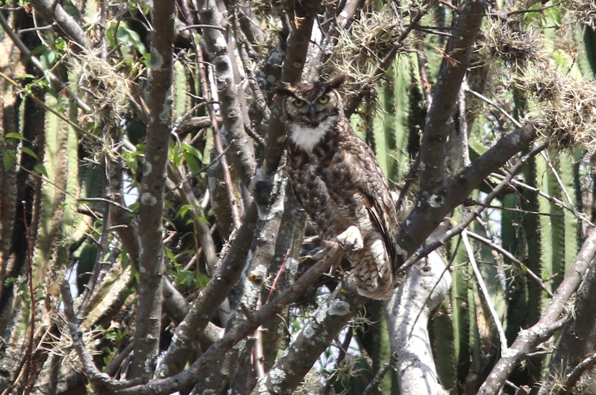 Great Horned Owl - ML620049761