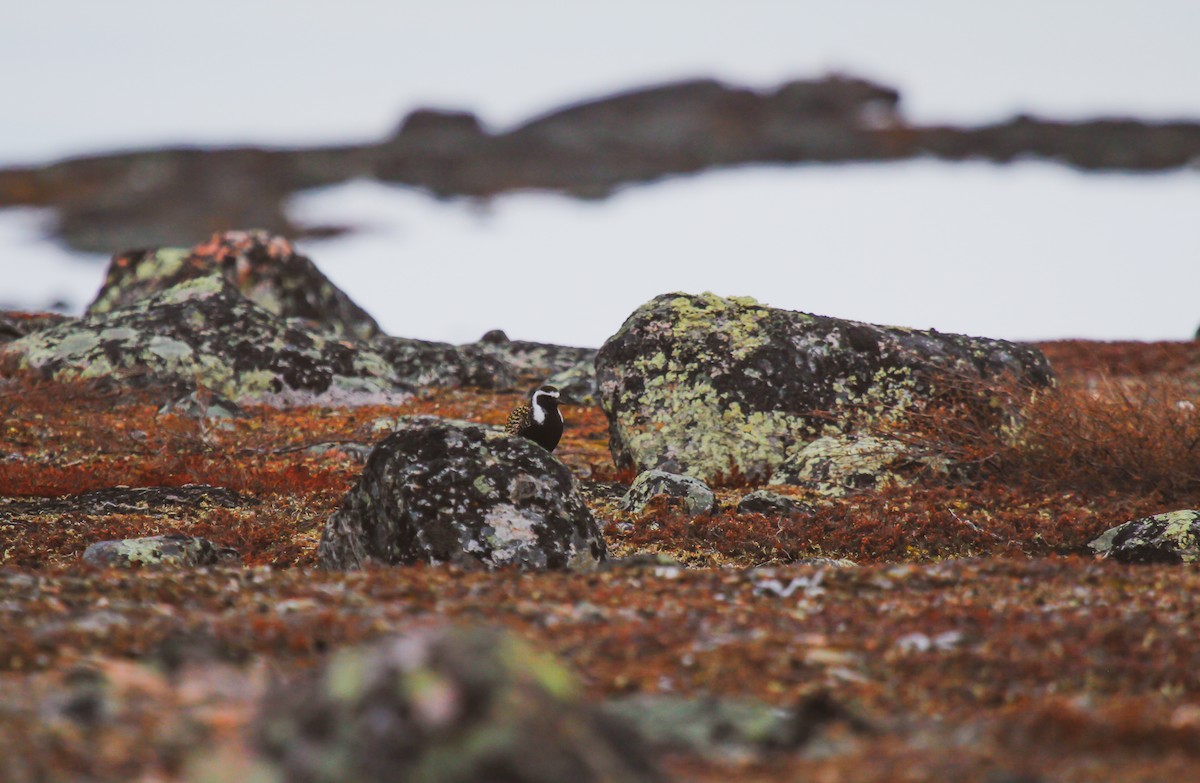 American Golden-Plover - ML620049772